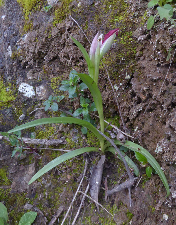 Anacamptis papilionacea ( e Anacamptis x gennarii)